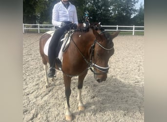 Huzule, Wallach, 6 Jahre, 136 cm, Schecke