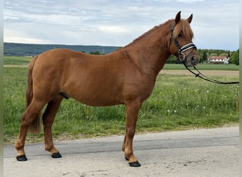 Huzule, Wallach, 6 Jahre, 140 cm, Fuchs