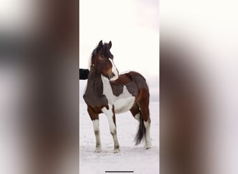 Huzule, Wallach, 6 Jahre, 140 cm, Schecke