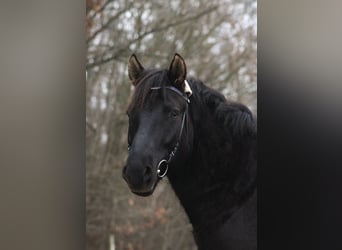 Huzule, Wallach, 6 Jahre, 145 cm