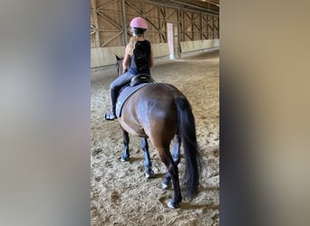 Huzule, Wallach, 6 Jahre, 148 cm, Rappe