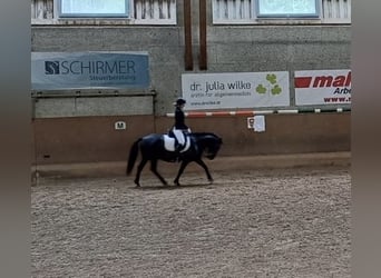 Huzule, Wallach, 7 Jahre, 140 cm, Rappe