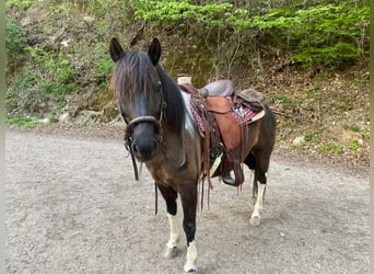 Huzule, Wallach, 7 Jahre, 140 cm, Schecke