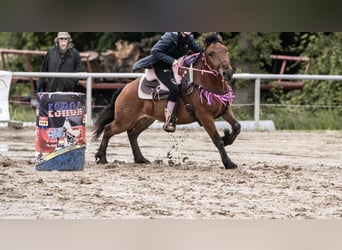 Huzule Mix, Wallach, 7 Jahre, 143 cm, Brauner