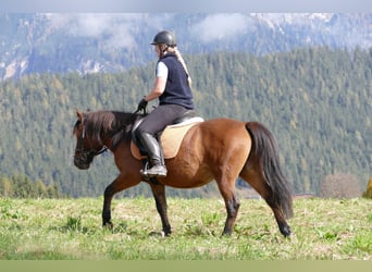 Huzule, Wallach, 8 Jahre, 143 cm, Falbe