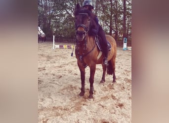 Huzule, Wallach, 8 Jahre, 146 cm, Brauner
