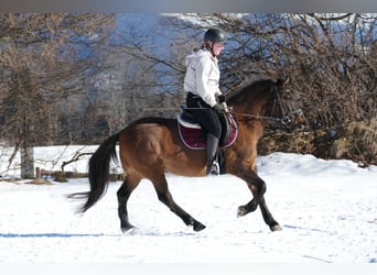 Huzule, Wallach, 8 Jahre, 146 cm, Falbe