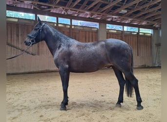 Huzule, Wallach, 8 Jahre, 147 cm, Schwarzbrauner
