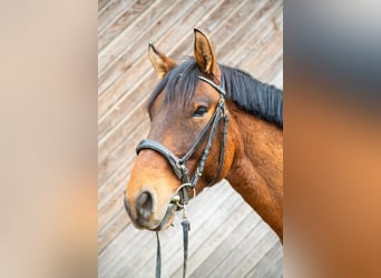 Huzule Mix, Wallach, 8 Jahre, 155 cm, Brauner