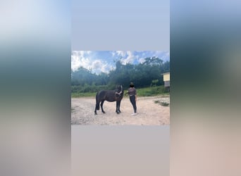 Huzule Mix, Wallach, 9 Jahre, 140 cm, Schwarzbrauner