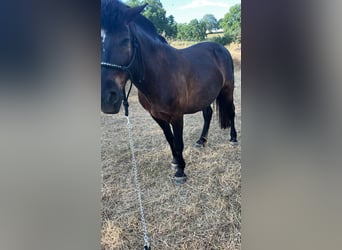 Huzule Mix, Wallach, 9 Jahre, 140 cm, Schwarzbrauner