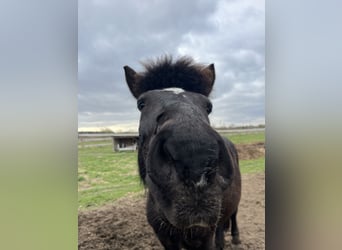 Huzule Mix, Wallach, 9 Jahre, 140 cm, Schwarzbrauner