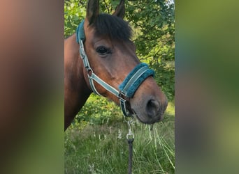 Huzule, Wallach, 9 Jahre, 145 cm, Rotbrauner