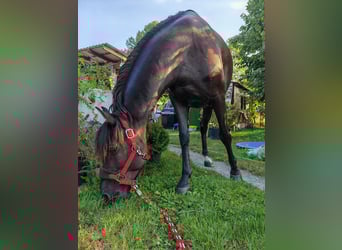 Huzule Mix, Wallach, 9 Jahre, 147 cm, Rappe