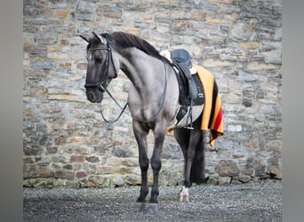 Lusitanien, Étalon, 11 Ans, 163 cm, Grullo