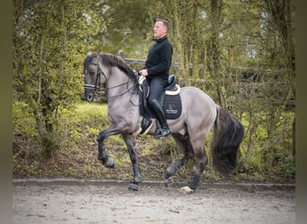 Lusitanien, Étalon, 11 Ans, 163 cm, Grullo