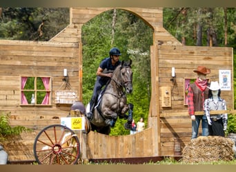 Lusitano, Hengst, 11 Jaar, 163 cm, Grullo