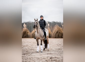 Lusitano, Ogier, 12 lat, 163 cm, Grullo