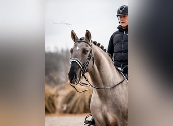 Lusitano, Ogier, 12 lat, 163 cm, Grullo