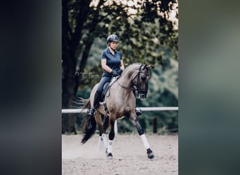 Lusitano, Stallone, 13 Anni, 163 cm, Grullo