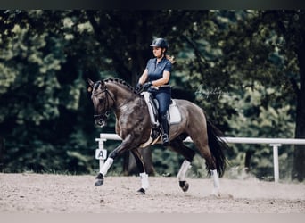 Lusitano, Stallone, 13 Anni, 163 cm, Grullo