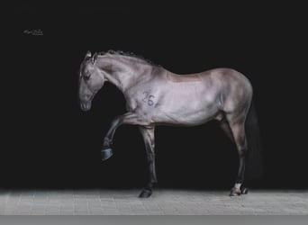 Lusitano, Stallone, 13 Anni, 163 cm, Grullo