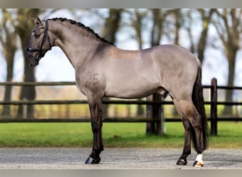 Lusitano, Stallone, 13 Anni, 163 cm, Grullo