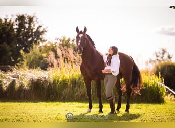 Lusitano, Hengst, 11 Jaar, 168 cm, Bruin