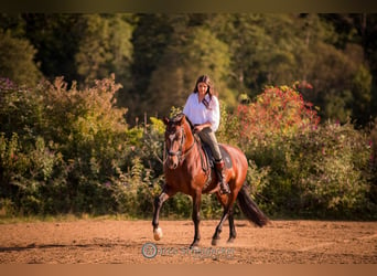 Lusitano, Hengst, 11 Jaar, 168 cm, Bruin