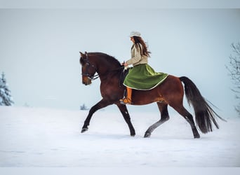 Lusitano, Hengst, 11 Jaar, 168 cm, Bruin