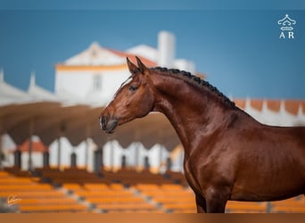 Lusitano, Hengst, 11 Jaar, 168 cm, Bruin