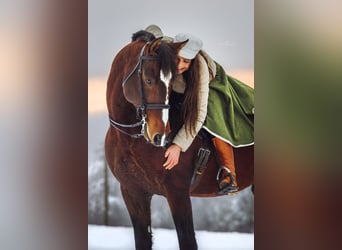 Lusitano, Hengst, 11 Jaar, 168 cm, Bruin