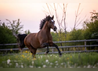 Lusitano, Hengst, 11 Jaar, 168 cm, Bruin