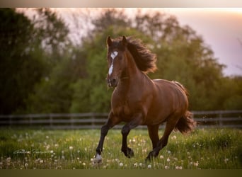 Lusitano, Hengst, 11 Jaar, 168 cm, Bruin