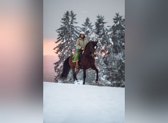 Lusitano, Hengst, 11 Jaar, 168 cm, Bruin