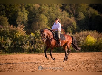 Lusitano, Hengst, 11 Jaar, 168 cm, Bruin