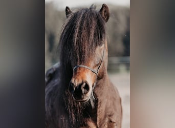 Icelandic Horse, Gelding, 10 years, 13.2 hh, Bay-Dark