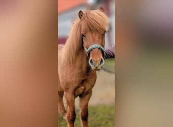 Icelandic Horse, Gelding, 10 years, 13.2 hh, Chestnut-Red