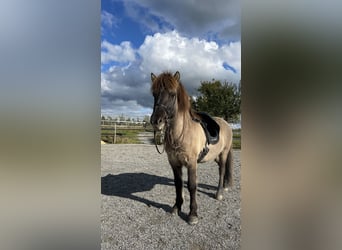 Icelandic Horse, Gelding, 10 years, 13.2 hh, Dun