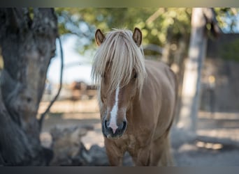 Icelandic Horse, Gelding, 10 years, 13,2 hh, Dun