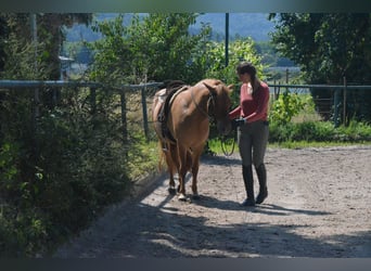 Icelandic Horse, Gelding, 10 years, 13.2 hh, Dun