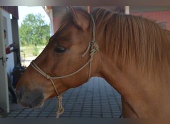 Icelandic Horse, Gelding, 10 years, 13.2 hh, Dun