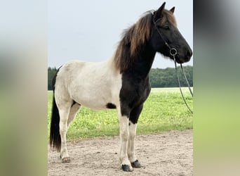 Icelandic Horse, Gelding, 10 years, 13.2 hh, Pinto