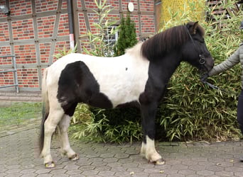 Icelandic Horse, Gelding, 10 years, 13.2 hh, Pinto