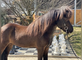 Icelandic Horse, Gelding, 10 years, 13,3 hh, Black