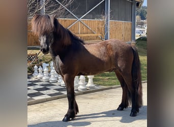 Icelandic Horse, Gelding, 10 years, 13,3 hh, Black