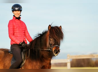 Icelandic Horse, Gelding, 10 years, 13.3 hh, Brown