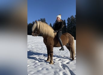 Icelandic Horse, Gelding, 10 years, 13.3 hh