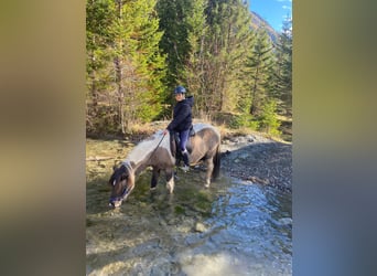 Icelandic Horse, Gelding, 10 years, 13,2 hh, Pinto
