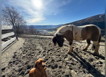 Icelandic Horse, Gelding, 10 years, 13,2 hh, Pinto